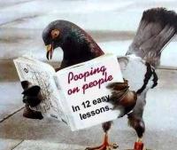 lady duckcoug